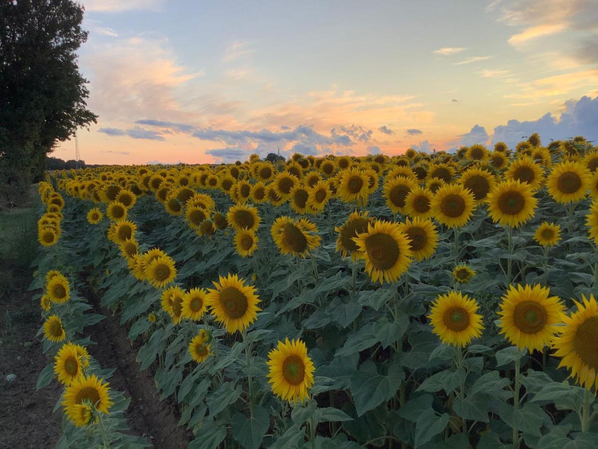 Autour Des Vignes B&B Herry Екстериор снимка